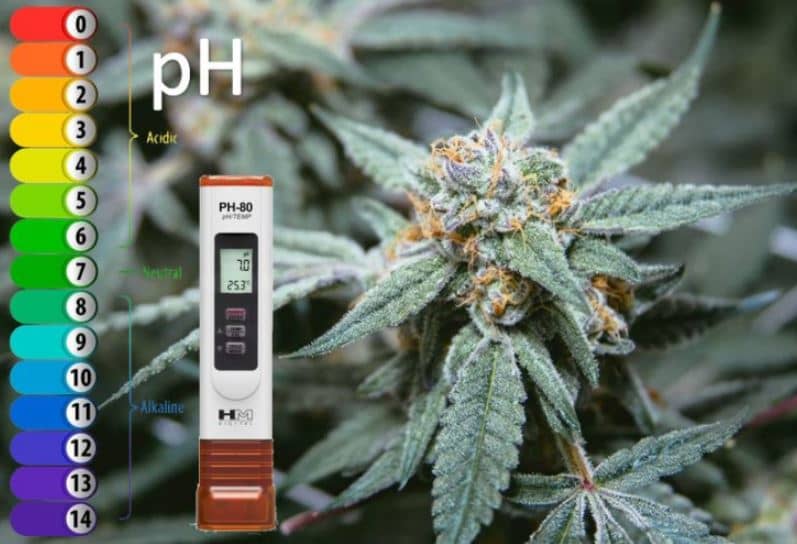pH marihuana